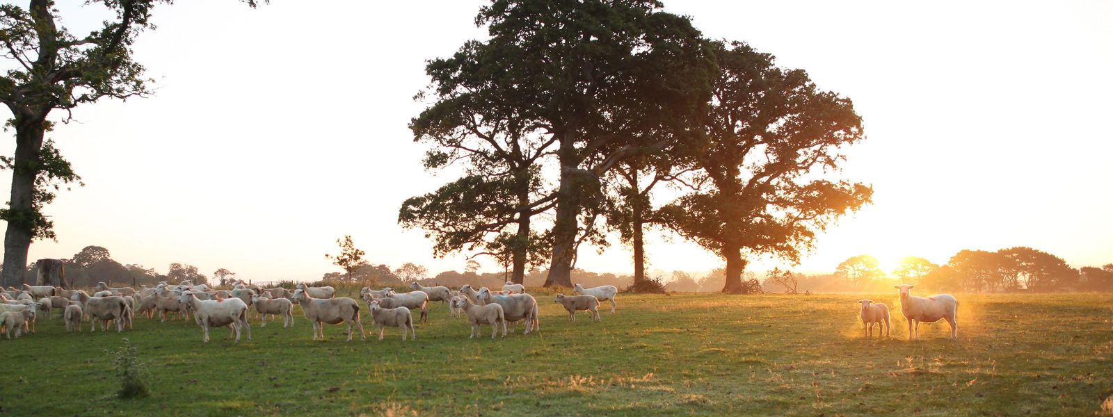 Woolkeepers david turner 3200x1200