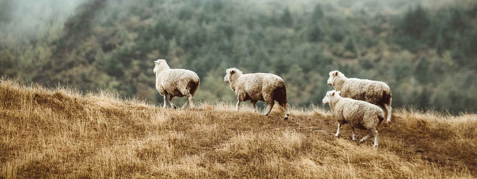 sheep hero image (1)