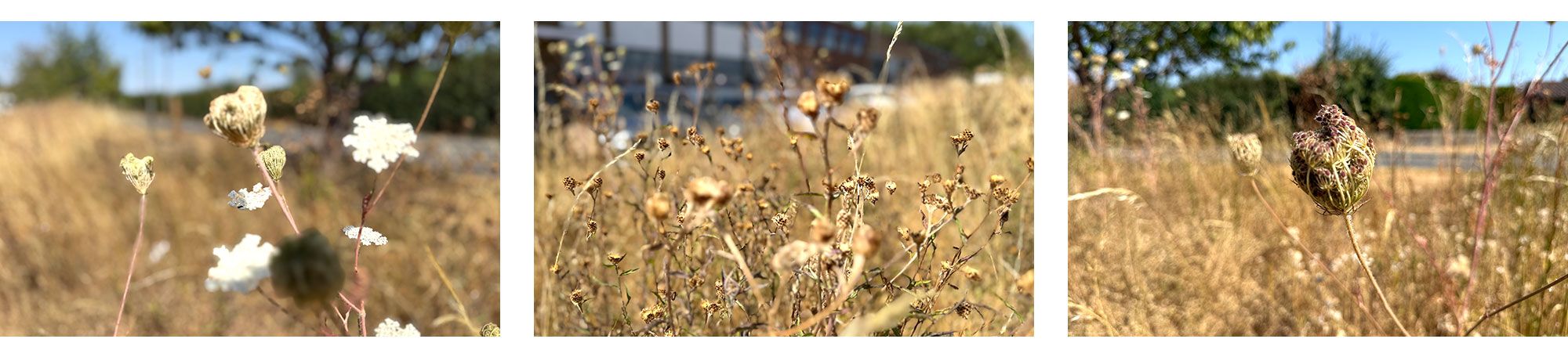 HYPNOS-BEDS-MEADOW-IN-A-RECORD-DRY-SUMMER---GALLERYPLACEHOLDERS[01].jpg