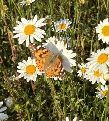 HYPNOS BEDS MEADOW IN A RECORD DRY SUMMER   CTAIMAGEPLACEHOLDERS[01]
