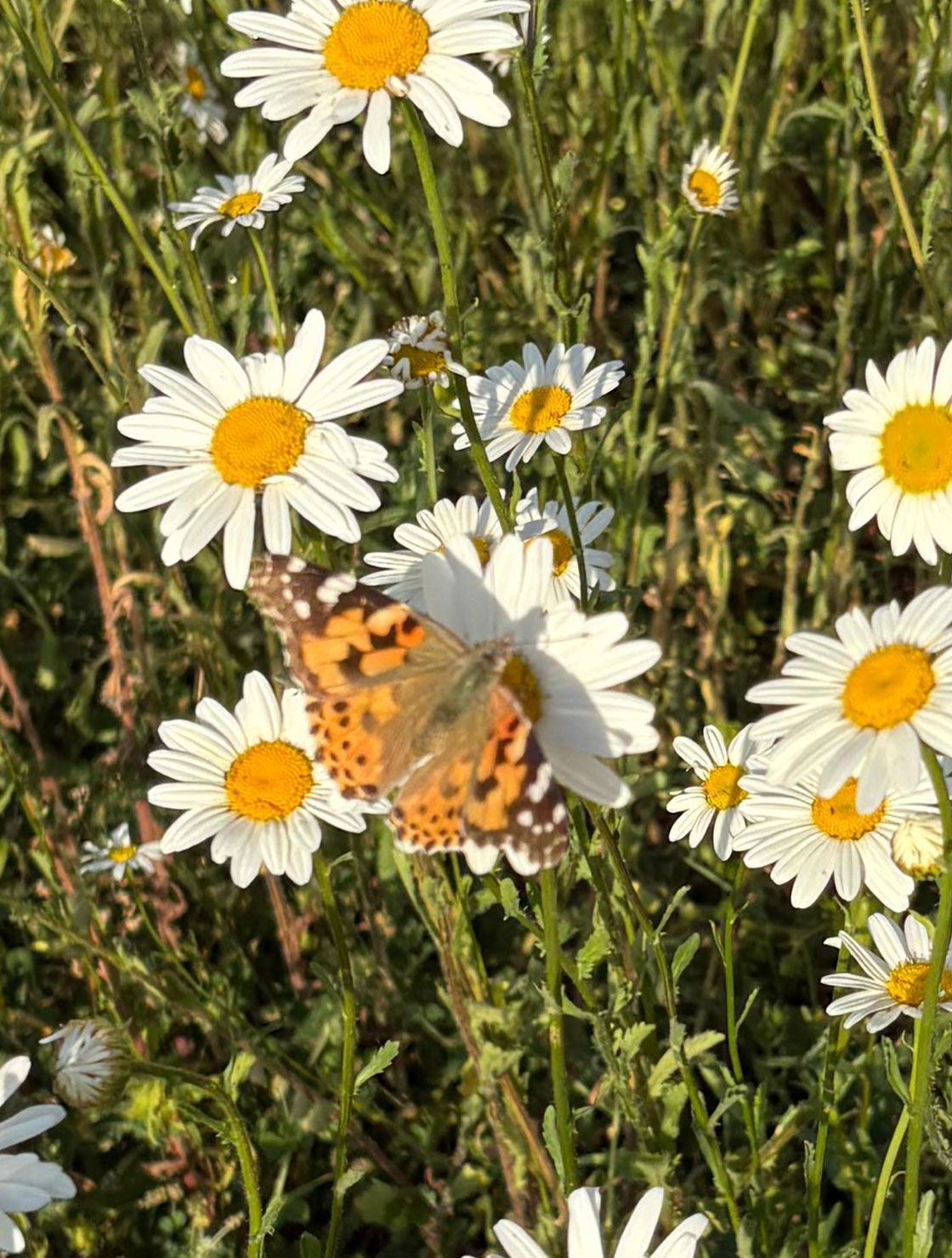 HYPNOS-BEDS-MEADOW-IN-A-RECORD-DRY-SUMMER---IMAGEPLACEHOLDERS[03].jpg